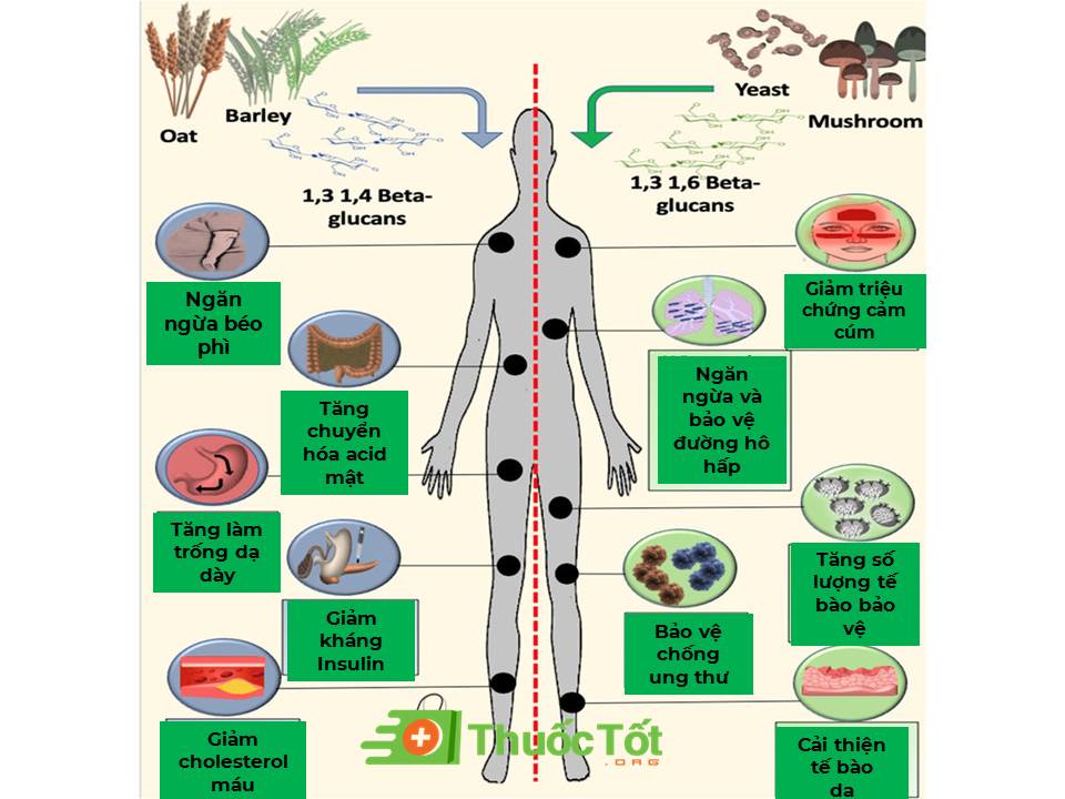 cong-dung-Beta-glucan