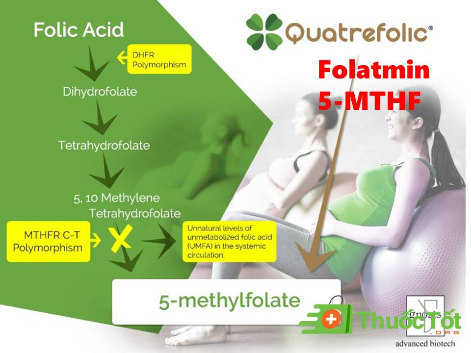 Folatmin 5-MTHF thành phần