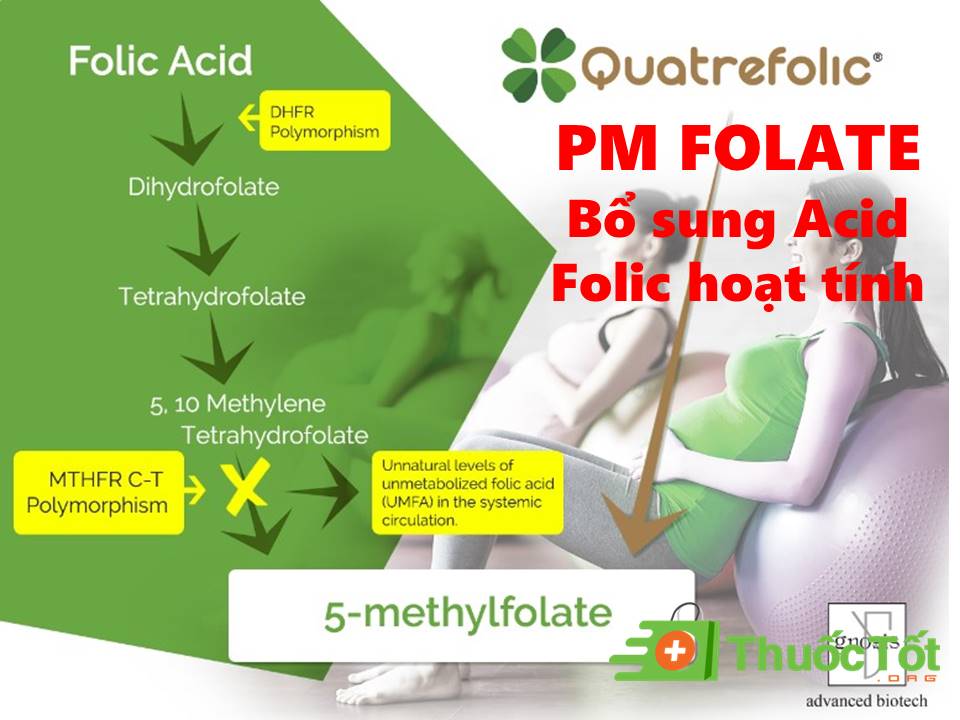 Thành phần Pm-Folate