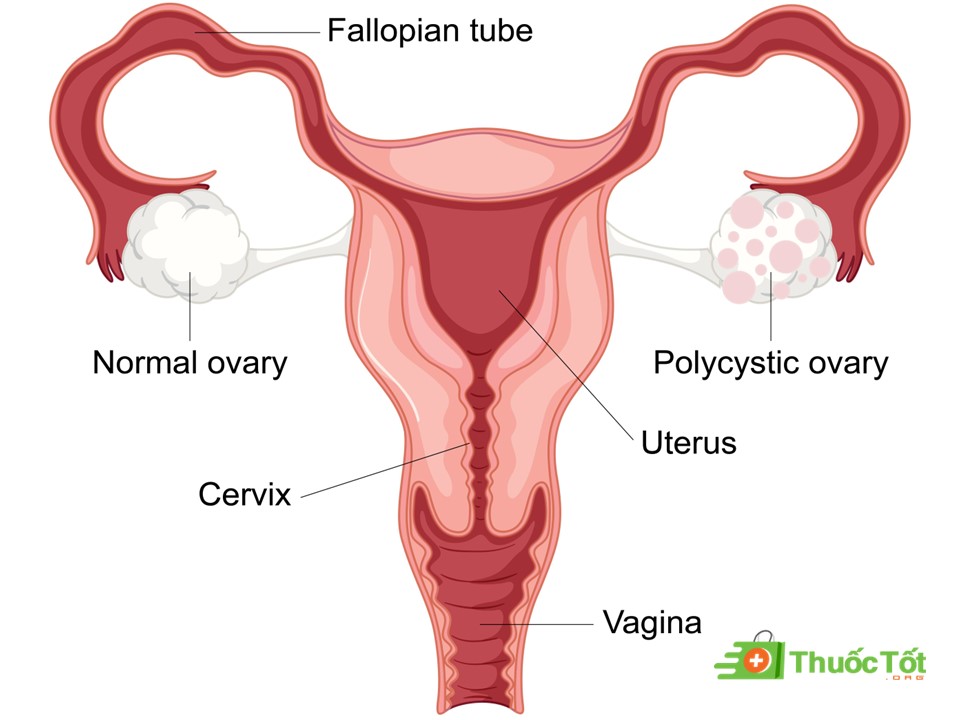 tác dụng SULORIM